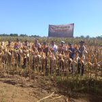 Dukung Ketahanan Pangan, BMKG Kalimantan Selatan Sampaikan Arahan Prediksi Iklim untuk Rencana Tanam saat Panen Jagung